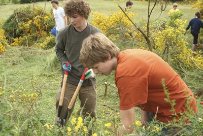 Justin Harmes and Brent Giles work on tearing out a patch of scotch broom on Saturday.