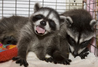 Young raccoons being treated at West Sound Wildlife Shelter.