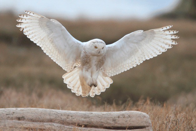 Professional wildlife artist and photographer Bart Rulon will lead the program 'The Year of the Snowy Owl' at the next meeting of Kitsap Audubon.