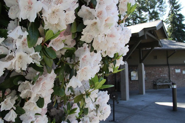 The Bainbridge Public Library.