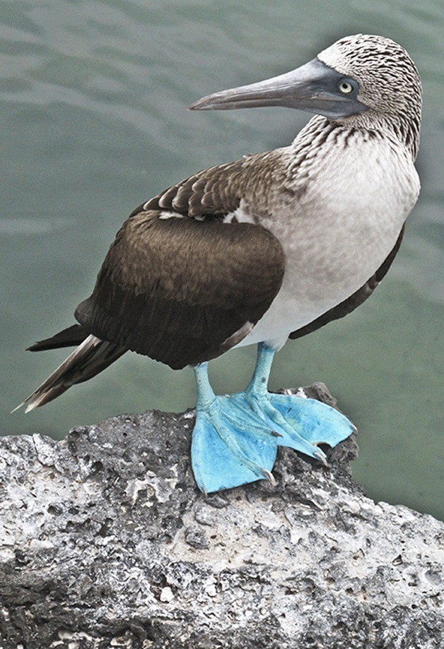 A blue-footed booby.