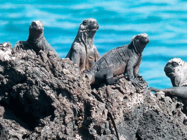 Photos from the 2013 Bainbridge Island Galapagos Adventure will be on display at the library throughout the month of June.