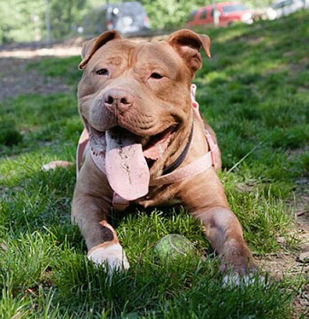 Henry is a 3-year-old handsome Dogue De Bordeaux mix.