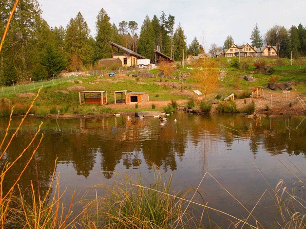 Tani Creek Farm is home to ducks and geese among other animals. It is one part of the farm along with a wealth organic produce.