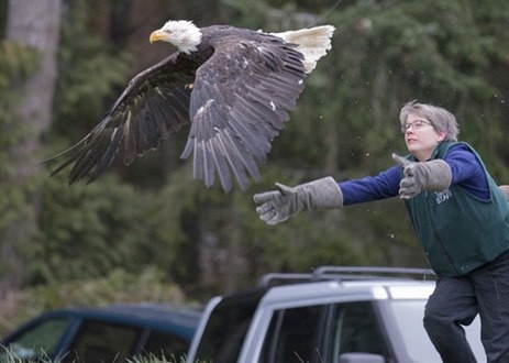 West Sound Wildlife Shelter volunteer Elena Fox gives a female bald eagle a push toward freedom after it had spent three years regaining its health.