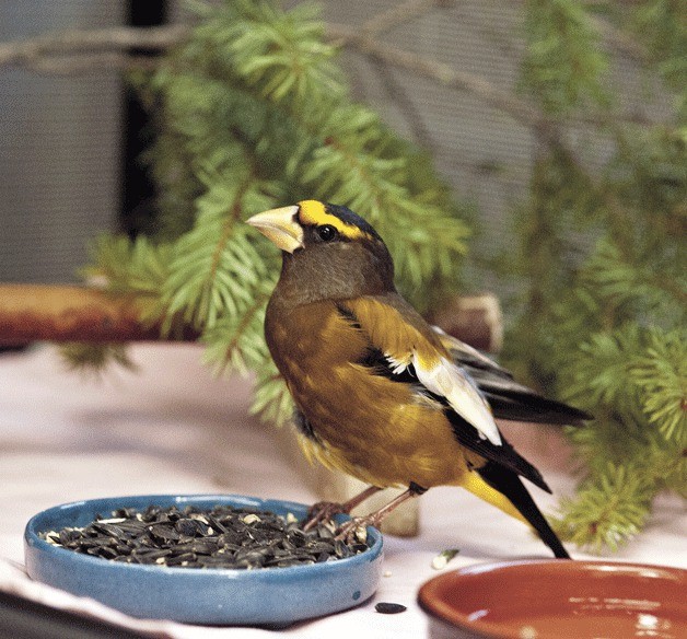 A grosbeak enjoys a meal of seeds while receiving care at the West Sound Wildlife Shelter.