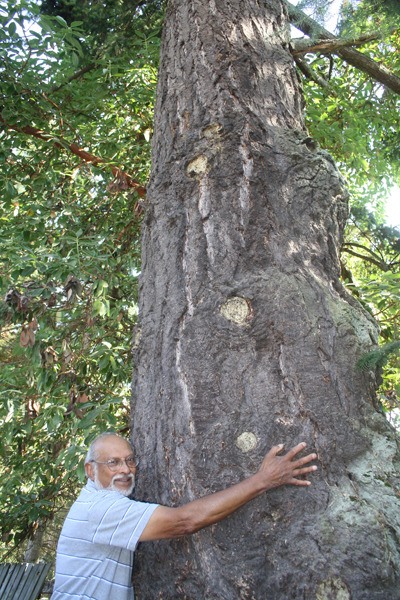 Aborist Olaf Ribeiro said he was willing to chain himself to this 80 to 100-year-old Douglas fir on Winslow Way if necessary to save it from being cut down by the city