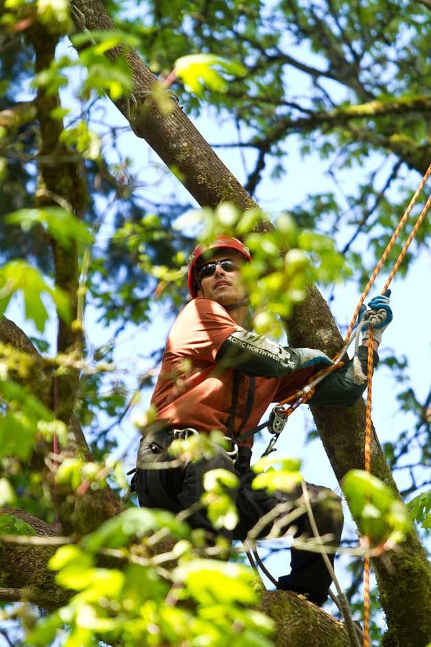 Noel Rodriguez looks toward the bell placed precariously far out on a slight limb