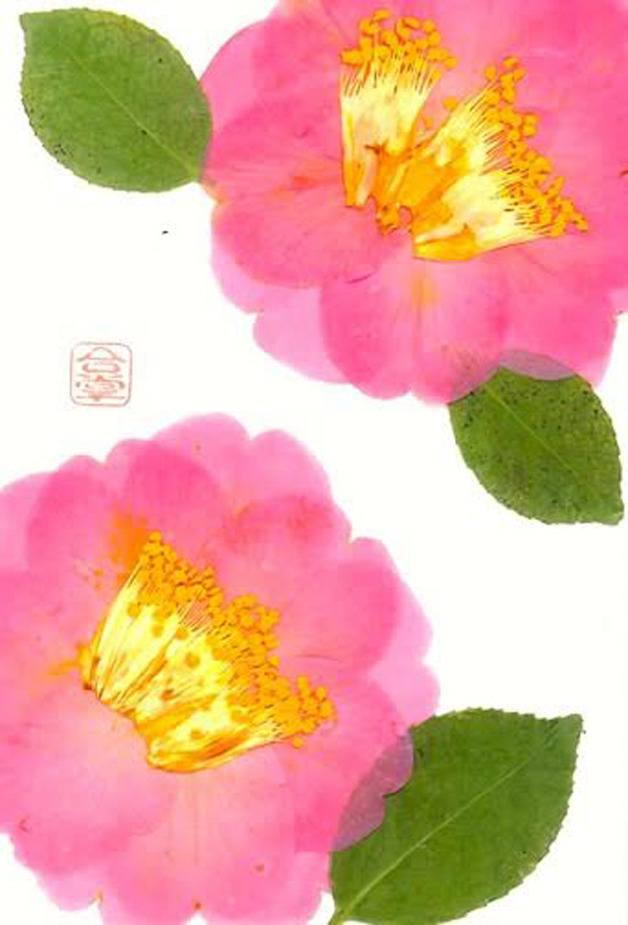 Norimi Kusanagi found these winter-blooming camellias on the island