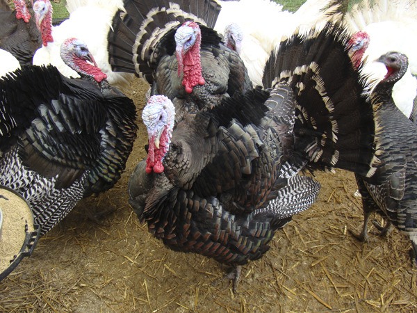 Adrienne Wolfe and her husband Mark Tiernan raised turkeys for the first time this year on their Rolling Bay Farm. The 12 birds were shipped to the farm from the Midwest when they were just a day old. Now the Heritage Breed turkeys have gained between 15 and 30 pounds in and can be heard by anyone walking up to the property.