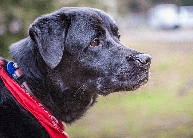 Collin is a 6-year-old boxer lab mix.