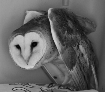 This female barn owl has made a remarkable recovery after being struck by a car and will eventually return to the wild when her wings strengthen.