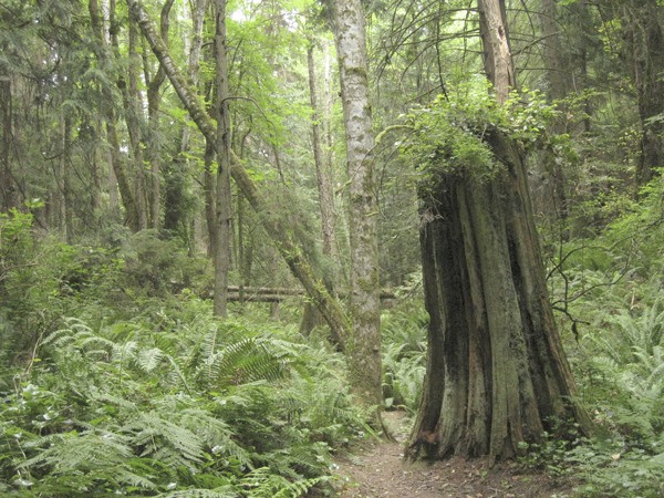 Paul Brians shows images from his upcoming book “Four Seasons on Bainbridge” at Oil & Water Arts