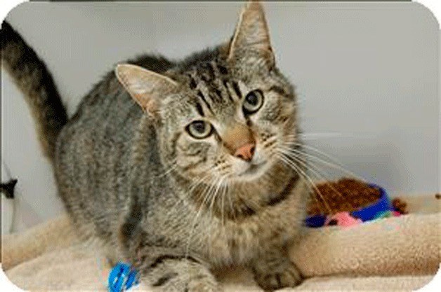 Arthur is one of the cats at the Kitsap Humane Society looking for a new home.