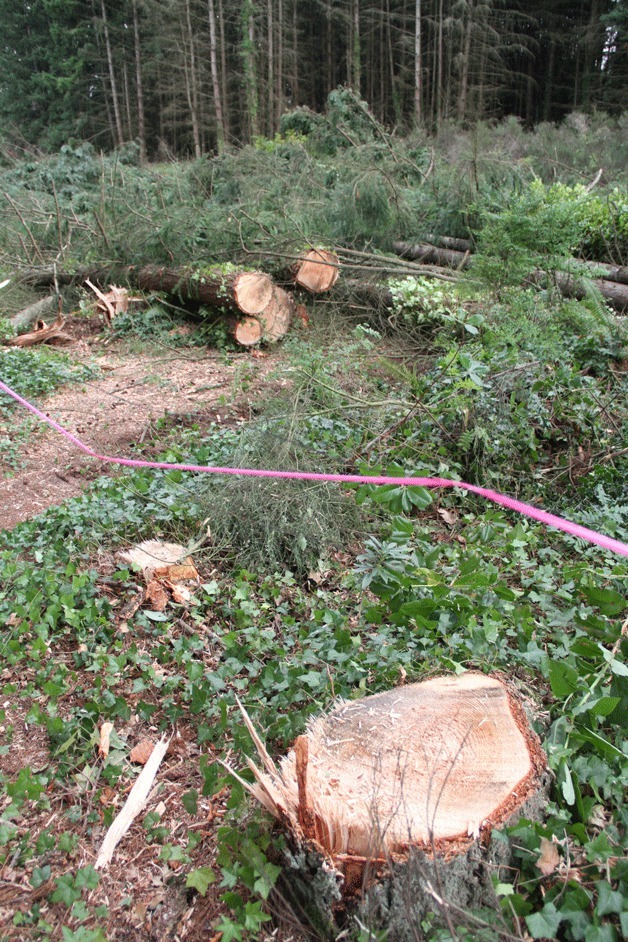 The area that will be home to a new shopping center next to High School Road was being cleared of trees Wednesday.