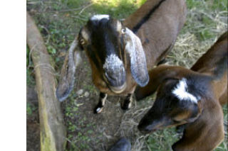 Goats belonging to Malcom Gander and Melanie Keenan.