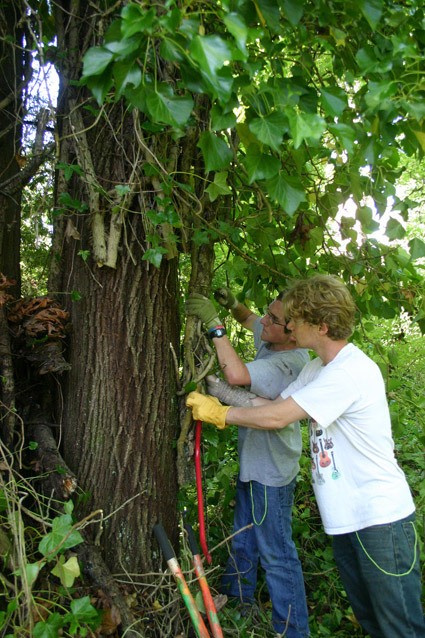 (L-R) Student conservation corps members Tom Steckel and Dylan Skeffington remove ivy at Blakely Harbor Park.