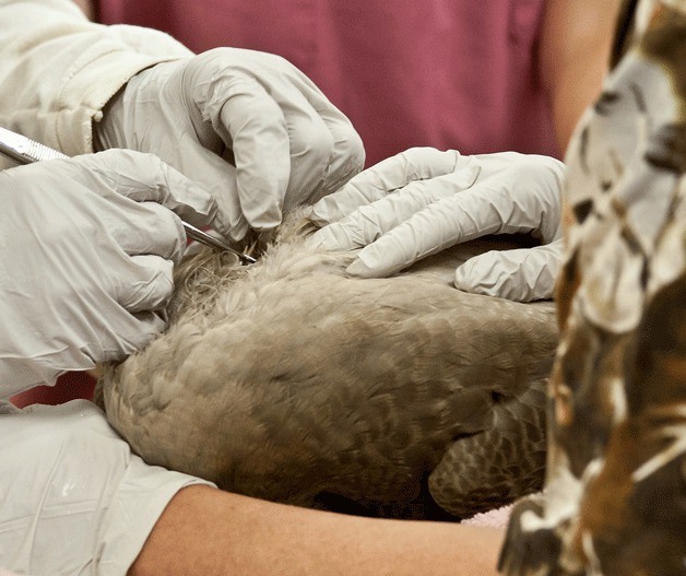 Staff at the West Sound Wildlife Shelter tend to a Canadian Goose that was shot.