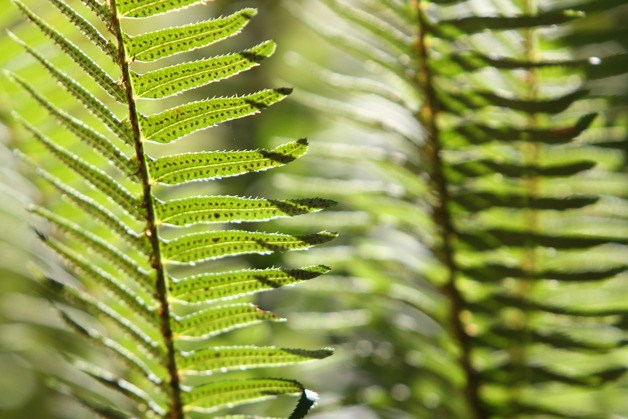 Bainbridge Public Library hosts final fern finale