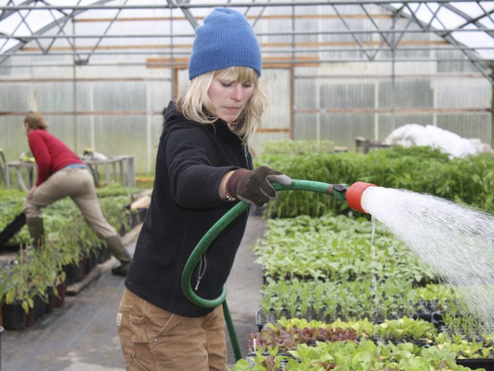 Farm interns Maggie Godard waters vegetable plants while Reneé Tiemann moves flats being stored in one of three greenhouses used for early plantings on the Morales Public Farm property off Lovgren Road. The boxes have pipes embedded in sand that keeps the plants warm with 72-degree water circulating.