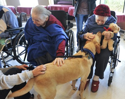 The PAWS new Buddy Brigade visited residents at Island Health and Rehabilitation Center last week. Yellow lab A.J. greets residents Carolyn Krotochwill