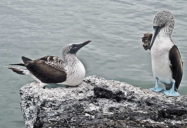 Glimpses of the Galapagos Islands