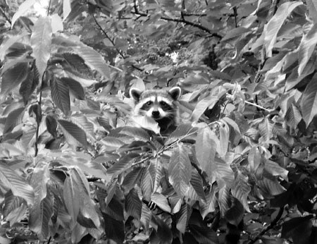 Camouflage Coon | Island Snapshots