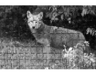 An island coyote photographed near Yaquina Avenue.