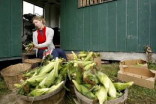 Cherlynn Resager shucks corn at the Day Road farms Friday.