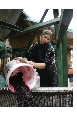 Top: Farm intern Hilary Crowell checks a row of grapes at the Day Road farms Monday. Above: Cherlynn Resager pours grape pulp into the bladder press. A small sample of the harvest was run last week to test for acidity and sugars. Left: winery owner Gerard Bentryn manages the pressure as the 1950s era press gets under way. The machine slowly presses the grapes. The harvest is starting later than usual this year due to a cooler growing season.