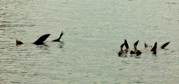 Island photographer Rich Heald captured a series of images in which sea lions napped in the waters off Port Madison Bay.