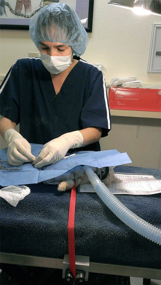 Kitsap Humane Society veterinarian Dr. Melissa Kehl performs a spay surgery on a cat.