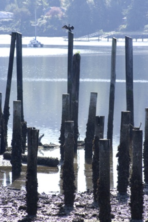 Pilings remain from the pier building.