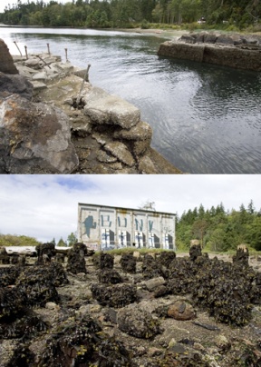 The stone jetty (above) at Blakely Harbor Park maybe removed as a barrier to fish passage