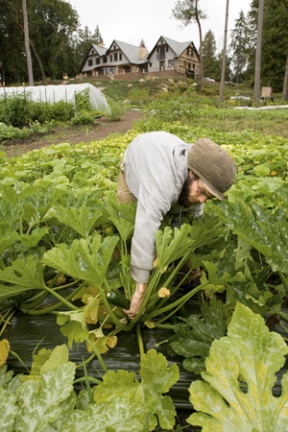 Max Sassenfeld harvests squash at Tani Creek Farm at the island’s south end.