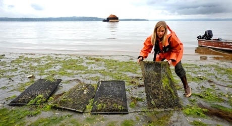 Morgan Rohrback flips a series of test bags full of shellfish along the tidelands near Bloedel Reserve. The farm plans to support more than 18