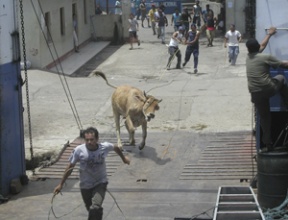 A bull breaks free from a gang of handlers