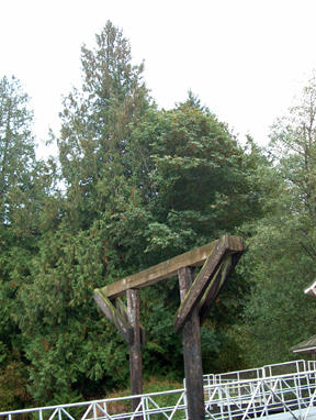 The historic cedar at the Taylor Avenue road end.