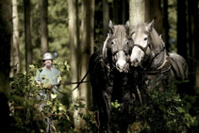 Percheron gelding horses Tom and Jerry with their driver Jerry Harpole prepare to move a log out of the woods. The logs will replace rotted ones at Yeomalt Cabin as it undergoes restoration.