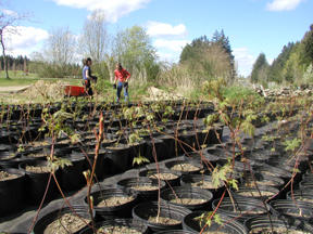 Parent volunteer Colleen Chupik (right) and eighth-grader Kaza Ansley trundle seedlings to a staging area at Battle Point Park.