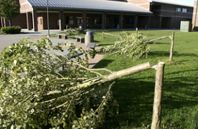 Trees lining the high school courtyard were felled early Sunday.