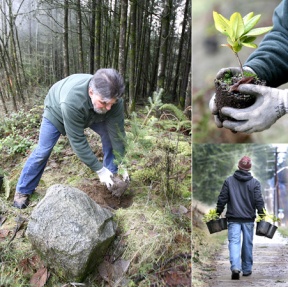 The Kitsap Trees Association’s Jim Trainer plants a Douglas Fir along New Brooklyn Road (left). Nearly 500 native plants including many young rhododendrons (top right)