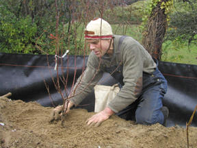 Dave Ullin takes care in the planting