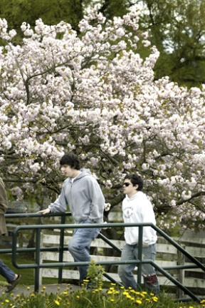 Richard Stephen-McRea and Ben Hudgen walk past Bainbridge High School’s historic cherry trees near a parking lot on High School Road. The trees are slated for removal during a school expansion project.