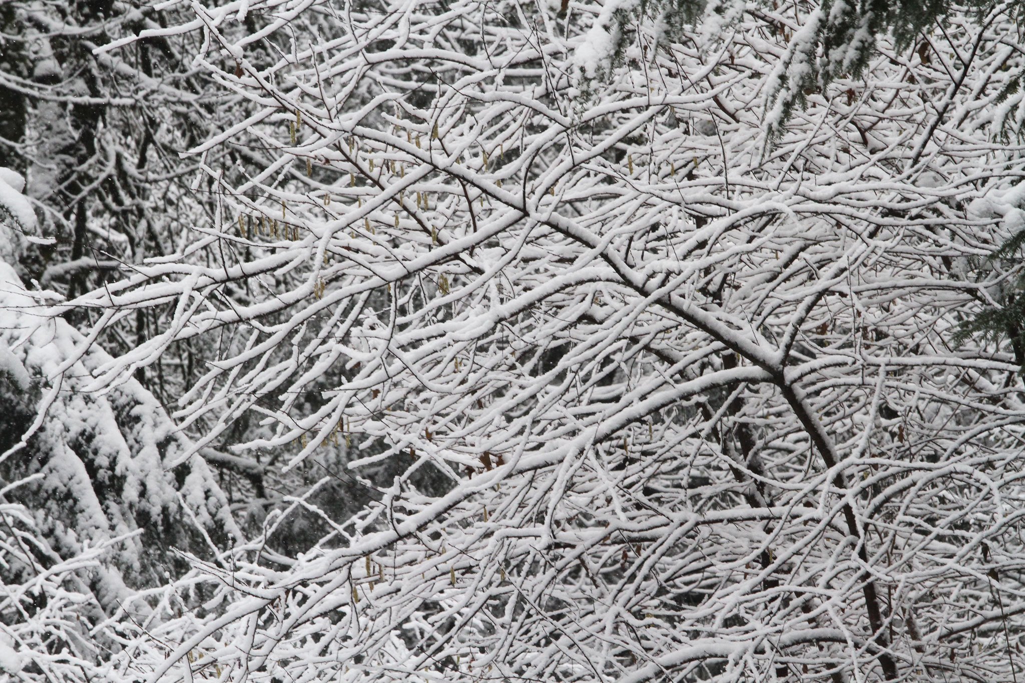 Thousands lose power after snowstorm hits Bainbridge Island