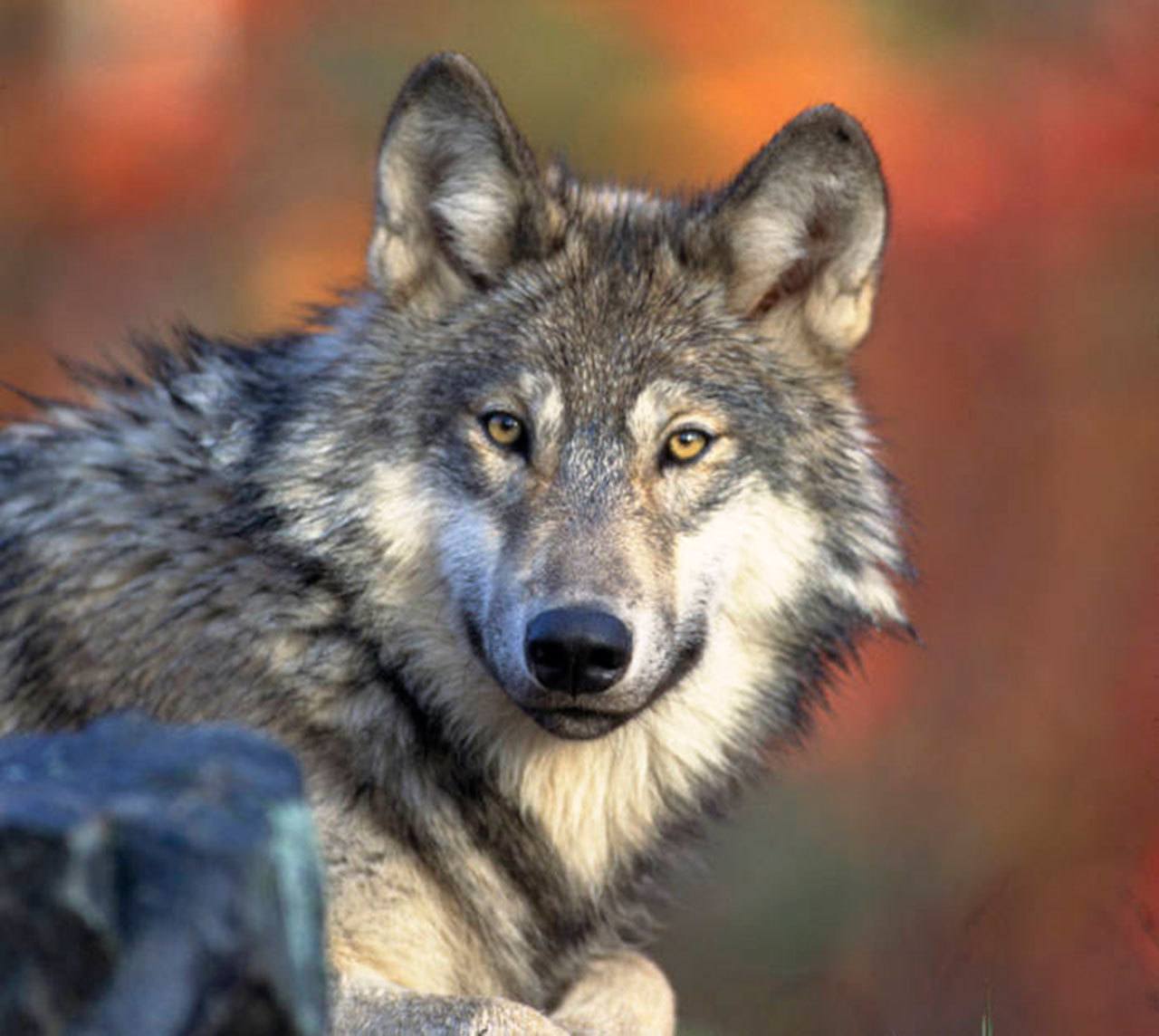 2017 Legislative Session | Kill them or move them: Wolf control options weigh on wildlife panel