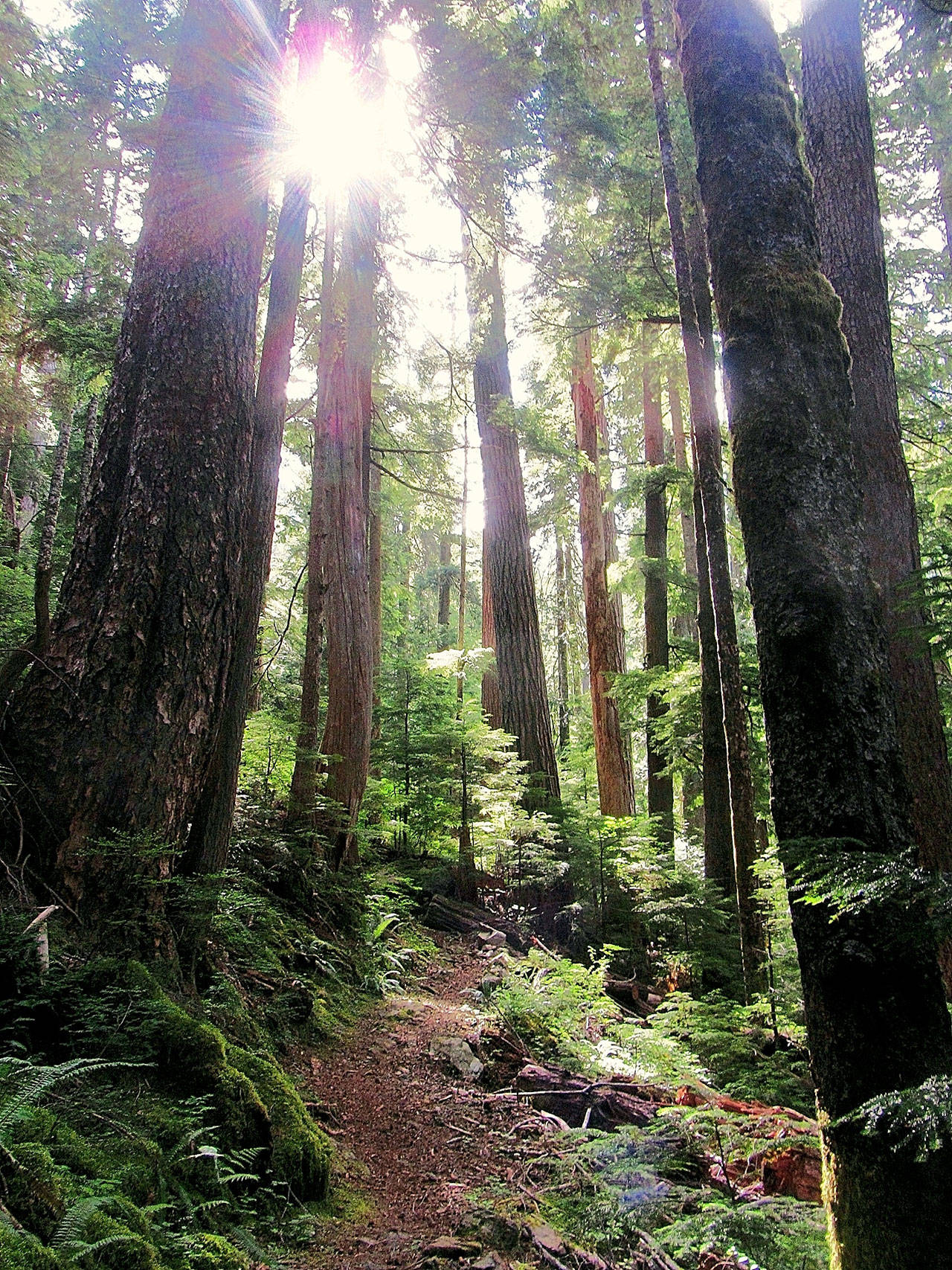 Murray, Kilmer push again for Wild Olympics Wilderness and Wild and Scenic Rivers Act