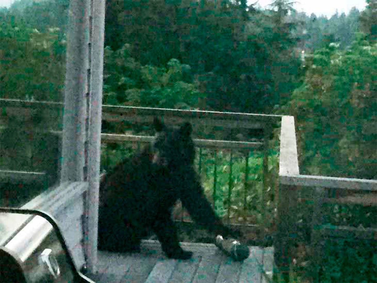 Trap set for Bainbridge bear