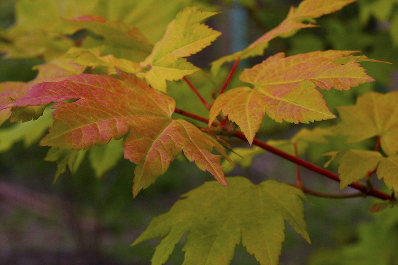 Fall garden solutions and tips | Garden Life