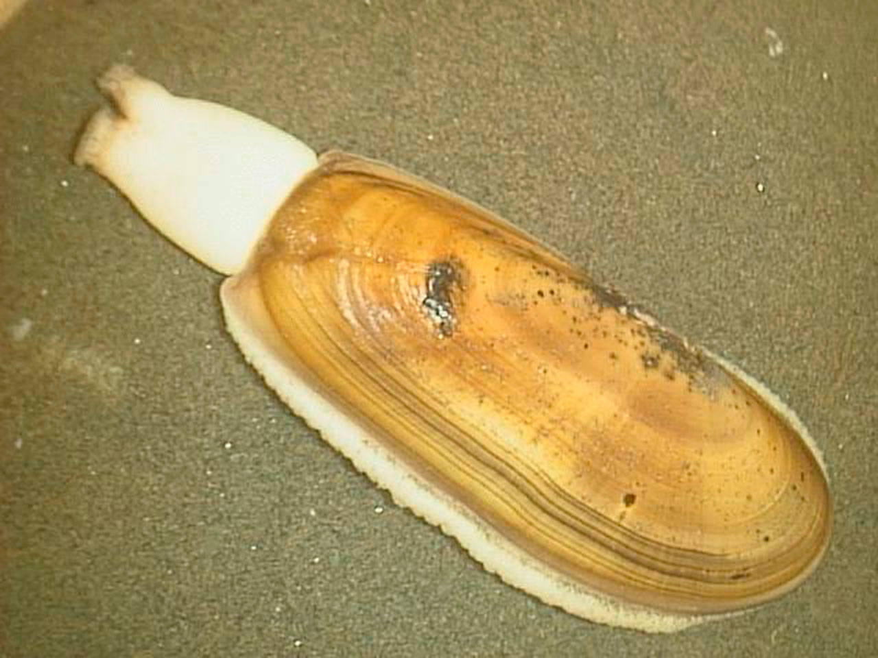 Siliqua patula, a clam native to the Northwest, could become a very special mollusk in Washington. (Photo courtesy of Wikipedia Commons.)